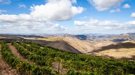 Viticultores manifestam-se hoje para exigir soluções para a crise no Douro