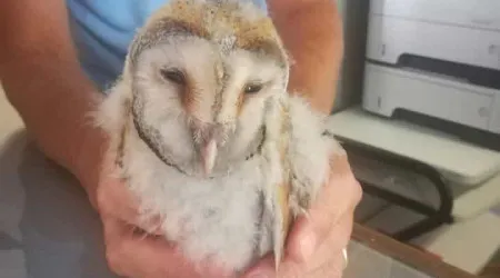 Cria de coruja "caída em quintal" entregue à PSP em Santa Maria da Feira