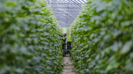 Governo alivia restrições à agricultura em Odemira. Autarca preocupado