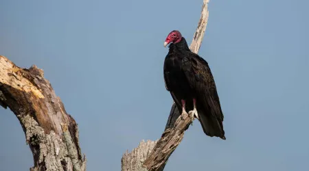 Abutres atacaram bovinos em Mogadouro? Impossível concluir, diz ICNF