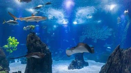 Este mês somos todos crianças no Oceanário (e só pagamos 15€ para entrar)