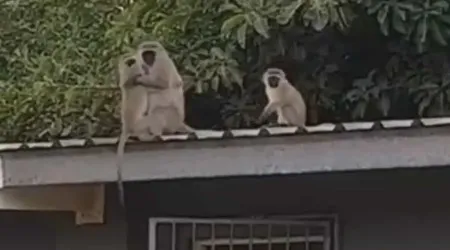 Vídeo. Cria de macaco regressa à família e tem receção emocionante