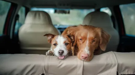 Táxis ou TVDE não podem recusar animais (a não ser nestes casos)