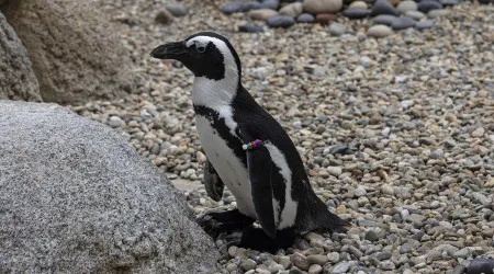 Lembra-se de Lucas, o pinguim com botas ortopédicas? Zoo partilha vídeo