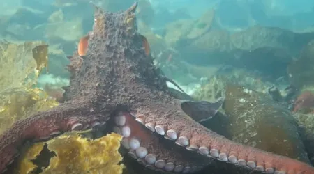 Polvo gigante 'abraça' mergulhadora em encontro de mais de 40 minutos
