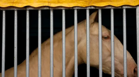 Centenário leilão na Coudelaria de Alter leva 26 animais 'à praça'