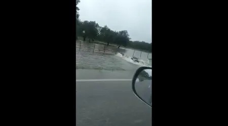 Javalis surpreendem condutores em estrada no concelho de Benavente