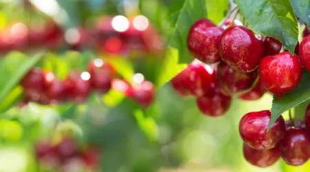Cereja do Fundão ganha vida todo o ano através de outros produtos
