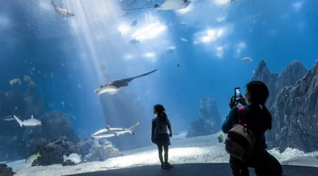 Estão de volta os campos de férias do Oceanário de Lisboa