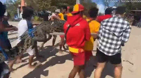Vídeo. Crocodilo de três metros retirado do mar em praia de Bali