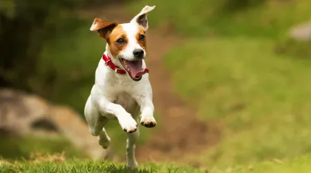 Cérebros de humanos e cães sincronizam-se com simples troca de olhares