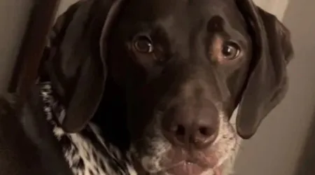 Cão torna-se viral no TikTok devido aos seus "lábios humanos"