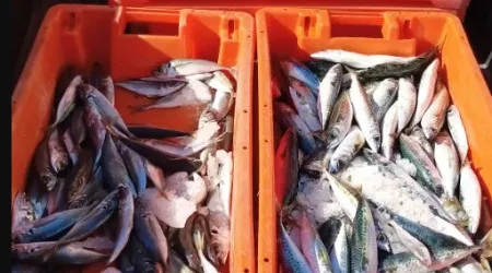 Vendedores ambulantes fogem ao ver polícia. 35kg de pescado apreendido