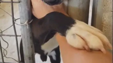 Speck estava para adoção há 1 ano e meio. Um gesto mudou a vida deste cão