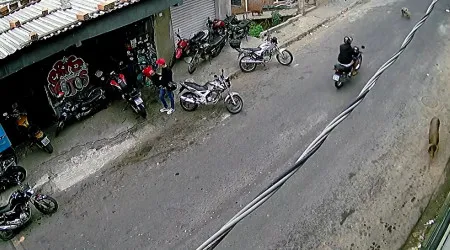 Leitão escapa a embate de motociclista... que cai a tentar travar. Veja