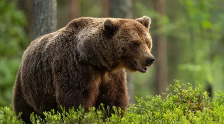 Turista italiano morre após ser atacado por urso em passeio na Roménia