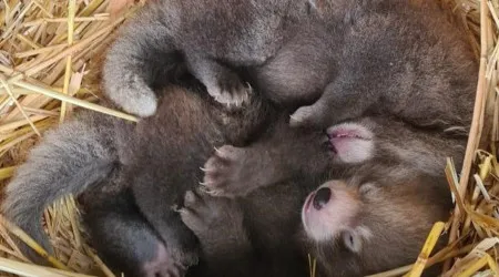 Nasceram duas crias de panda-vermelho em zoo britânico. Ora veja