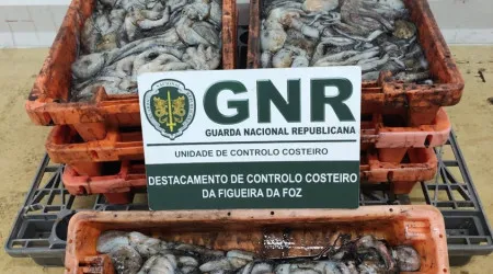 Apreendidos 150 quilos de polvo subdimensionado na Nazaré