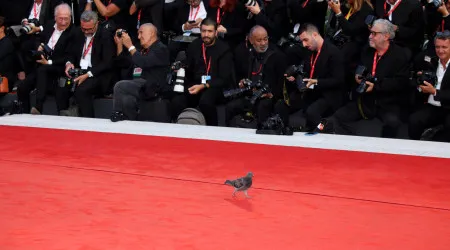 A grande estrela do Festival de Cinema de Veneza foi um... pombo