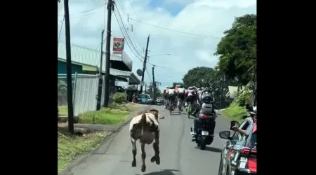 Vaca 'invade' competição de ciclismo na Costa Rica. Vídeo é hilariante