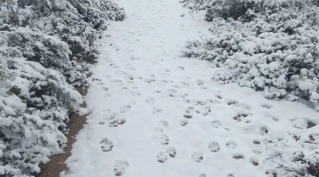 Pegadas de lobo fotografadas no primeiro nevão do ano no Gerês. Ora veja