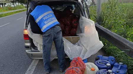 Apreendidos 32 sacos com 900kg de amêijoa japónica na Póvoa de Santa Iria