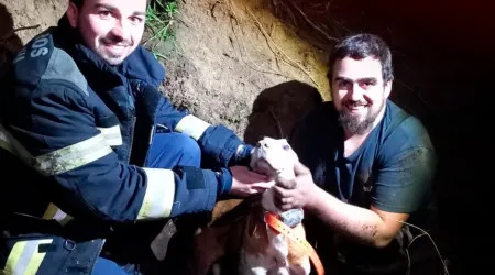 Bombeiros salvam cão após queda num buraco no concelho de Tábua