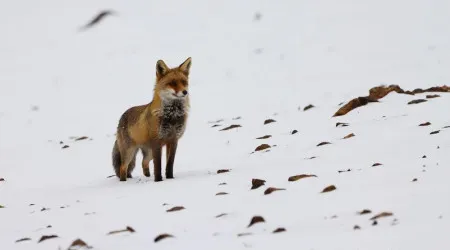 "Linda". Raposa fotografada a caçar na neve em pleno Gerês