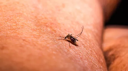 Malária? Nova abordagem abre a porta a mosquiteiros mais eficazes