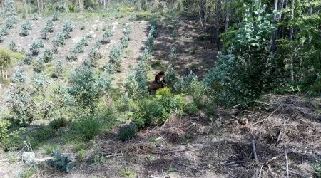 Cavalos resgatados após andarem a vaguear em Tábua