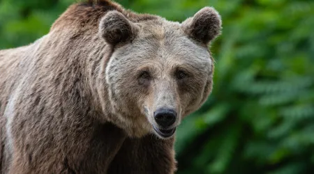 Eslováquia. Homem morre após ataque de urso enquanto apanhava cogumelos