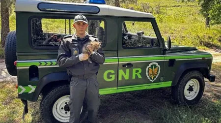 GNR resgata raposa juvenil em floresta após alerta de cidadão