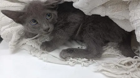 Sete gatos "esqueléticos" abandonados "debaixo de calor infernal"