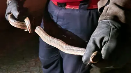 Cobra resgatada de casa em Esposende após "assustar os moradores"