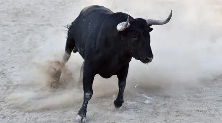 Dois idosos colhidos por touro bravo em Arcos de Valdevez