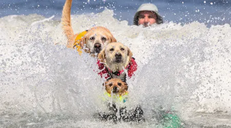 Criado algoritmo para calcular idade biológica e esperança de vida dos cães