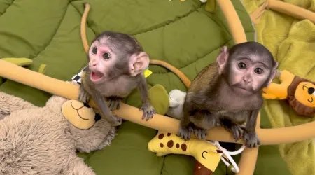 "Muito felizes". Eis as meias-irmãs que nasceram num zoo em Nova Iorque