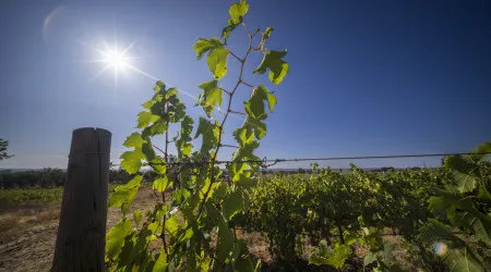 Viticultores do Douro com "mais esperança" depois de reunião com Marcelo