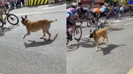 Insólito. Cão solto gera preocupação durante a Volta a Espanha