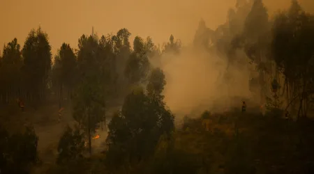 Incêndios. Plano da floresta quer "proteger país" com "maior resiliência"