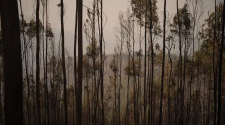 Despesas com prevenção de incêndios subiram para 61% em 2022
