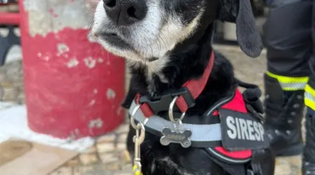 Bombeiros já conseguiram dinheiro para cirurgia do 'cãopanheiro' Siresp