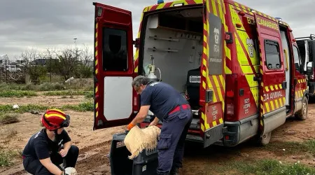 Bombeiros de Camarate estão de volta. Resgataram 32 animais em Valência