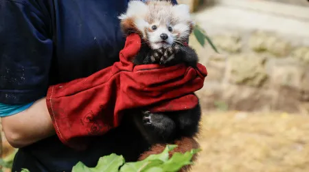 Panda-vermelho bebé terá morrido por stress causado por fogo de artifício