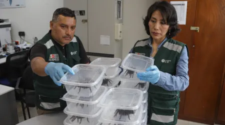 Coreano apanhado com centenas de tarântulas no corpo no Peru. Há imagens