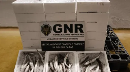 GNR apreende mais de 200 quilos de pescada subdimensionada na Nazaré