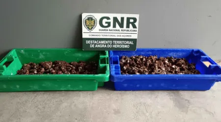 GNR apreende 482 cracas na Terceira. Coima pode chegar aos 3.500 euros