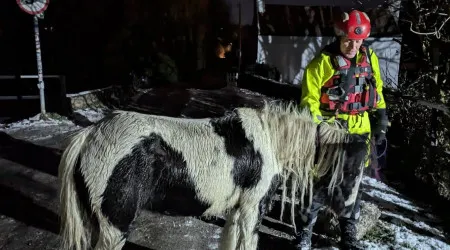 Égua resgatada da água por bombeiros no Reino Unido