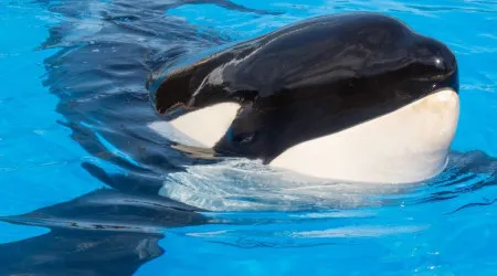 Morreu Keto, a orca que matou o tratador num parque de Espanha