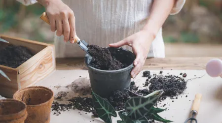 Pelo bem das suas plantas, misture café, cascas de ovo e de banana